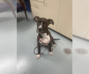 Mutt Dogs for adoption in St. Cloud, FL, USA