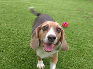 Beagle Dogs for adoption in Raleigh, NC, USA