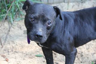 American Pit Bull Terrier-Unknown Mix Dogs for adoption in Columbus, MS, USA