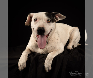 American Pit Bull Terrier-Australian Shepherd Mix Dogs for adoption in Spanish Fork, UT, USA