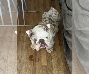 Bulldog Dogs for adoption in Dumont, NJ, USA