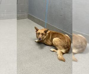 Mutt Dogs for adoption in Las Vegas, NV, USA