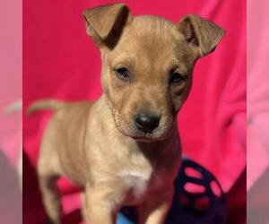 Labrador Retriever-Unknown Mix Dogs for adoption in San Diego, CA, USA