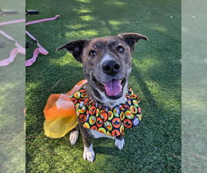 Labrador Retriever-Unknown Mix Dogs for adoption in Downey, CA, USA