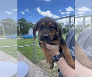 German Shepherd Dog-Treeing Walker Coonhound Mix Dogs for adoption in Bolivar, MO, USA