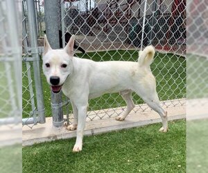 Dogo Argentino Dogs for adoption in San Angelo, TX, USA