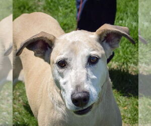 German Shepherd Dog-Unknown Mix Dogs for adoption in Huntley, IL, USA