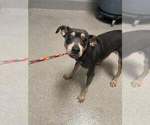 Chihuahua-Unknown Mix Dogs for adoption in Las Vegas, NV, USA
