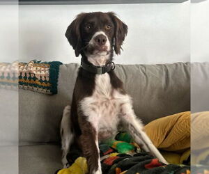 Brittany Dogs for adoption in Curwensville, PA, USA