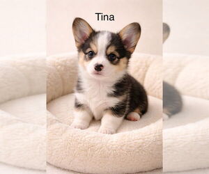 Mutt Dogs for adoption in Studio City, CA, USA