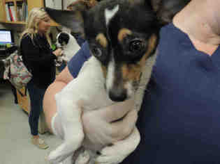 Rat-Cha Dogs for adoption in Lacombe, LA, USA