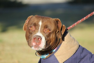 Small American Staffordshire Terrier Mix