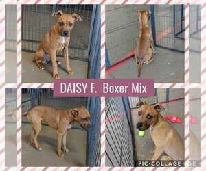 Boxer Dogs for adoption in Mesa, AZ, USA