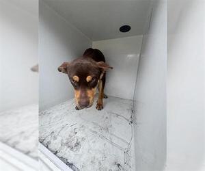 Labrador Retriever-Unknown Mix Dogs for adoption in Houston, TX, USA