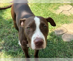 Mutt Dogs for adoption in Tulsa, OK, USA