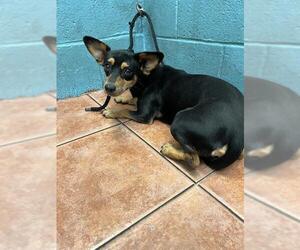Chihuahua-Unknown Mix Dogs for adoption in Downey, CA, USA