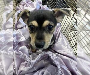Chihuahua Dogs for adoption in San Antonio, TX, USA