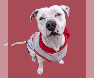 Mutt Dogs for adoption in Bakersfield, CA, USA