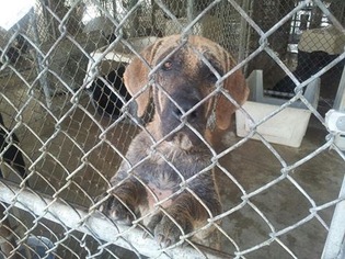 Bloodhound Dogs for adoption in Maryville, TN, USA