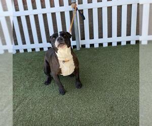 American Boston Bull Terrier Dogs for adoption in Modesto, CA, USA