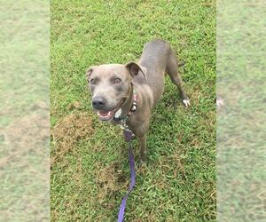 American Pit Bull Terrier-Unknown Mix Dogs for adoption in tullahoma, TN, USA