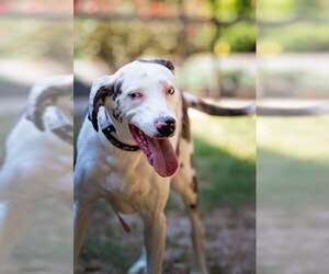 Catahoula Leopard Dog-Unknown Mix Dogs for adoption in Belleville, IL, USA