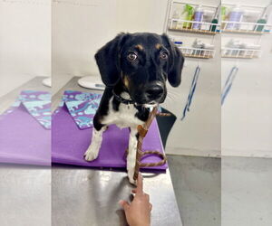 Collie-Unknown Mix Dogs for adoption in Minneapolis, MN, USA