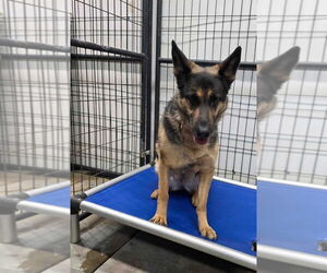 German Shepherd Dog Dogs for adoption in Foristell, MO, USA