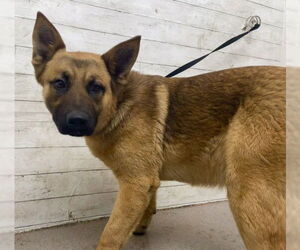 German Shepherd Dog Dogs for adoption in San Bernardino, CA, USA