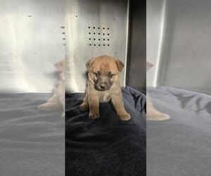 German Shepherd Dog-Unknown Mix Dogs for adoption in Rancho Cucamonga, CA, USA