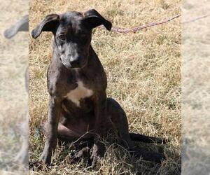 Catahoula Leopard Dog Dogs for adoption in Bandera, TX, USA