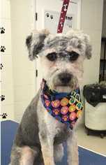 Shih-Poo Dogs for adoption in Mundelein, IL, USA