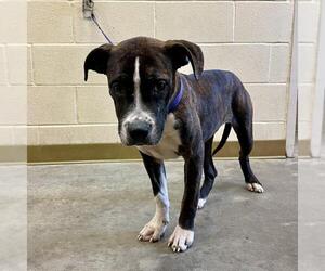 Bullboxer Pit Dogs for adoption in Texas City, TX, USA