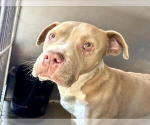 American Pit Bull Terrier Dogs for adoption in San Bernardino, CA, USA