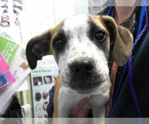 American Foxhound-American Pit Bull Terrier Mix Dogs for adoption in Tulsa, OK, USA