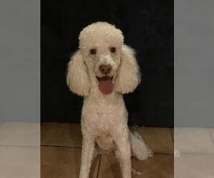 Poodle (Standard) Dogs for adoption in Tucson, AZ, USA
