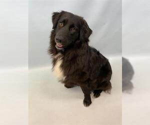 Border-Aussie Dogs for adoption in Fort Collins, CO, USA