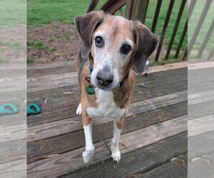 Beagle Walker Coonhound Dogs for adoption in Cary, NC, USA