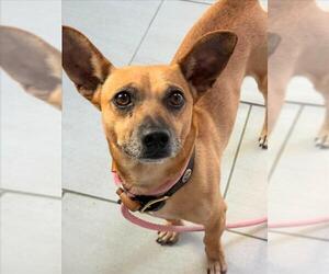 Chihuahua Dogs for adoption in Woodland, CA, USA