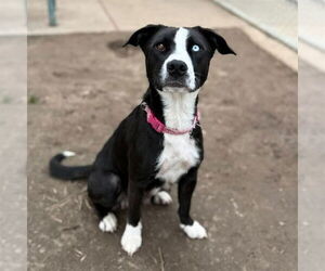 Border Collie-Unknown Mix Dogs for adoption in Modesto, CA, USA