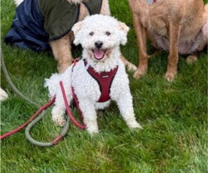 Poovanese Dogs for adoption in East Derry, NH, USA