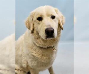 Maremma Sheepdog Dogs for adoption in Fort Collins, CO, USA