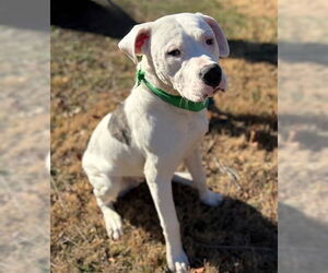 Bulldog-Unknown Mix Dogs for adoption in Warrenton, VA, USA