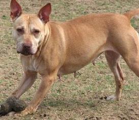 Bullypit Dogs for adoption in Leesburg, FL, USA
