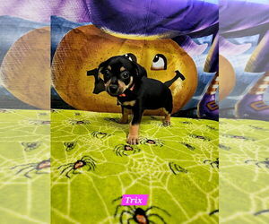 Rat Terrier-Unknown Mix Dogs for adoption in Metairie, LA, USA