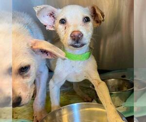 Mutt Dogs for adoption in San Antonio, TX, USA