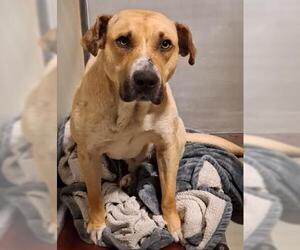 Labrador Retriever-Unknown Mix Dogs for adoption in Bakersfield, CA, USA