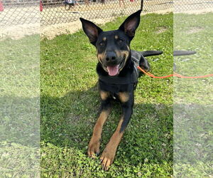 Doberman Pinscher-Unknown Mix Dogs for adoption in Germantown, OH, USA