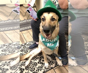 German Shepherd Dog Dogs for adoption in Cupertino, CA, USA