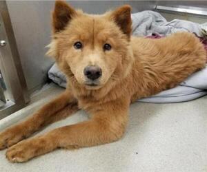 Chow Chow Dogs for adoption in Fort Lauderdale, FL, USA